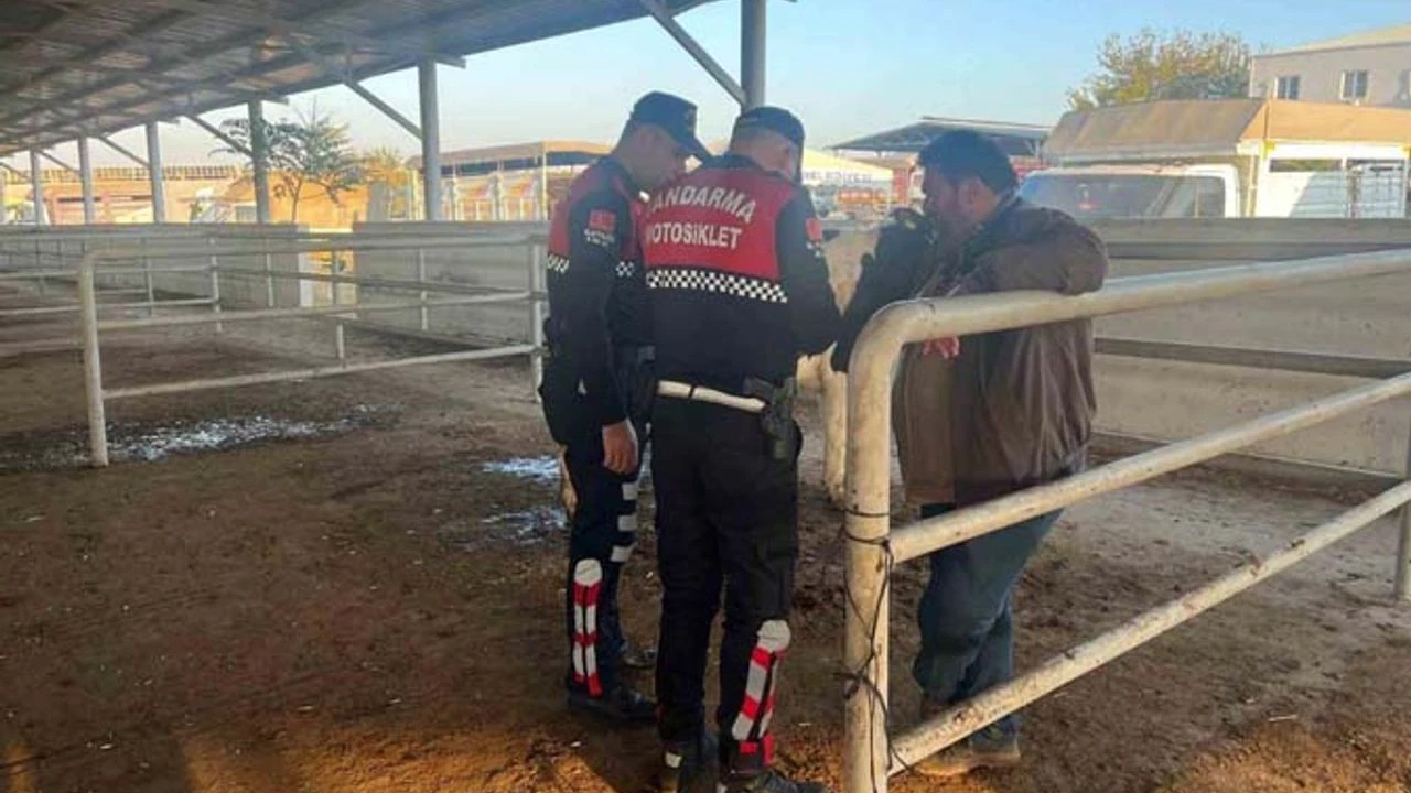 Çine’de hayvan pazarında ’dolandırıcılık’ kontrolü