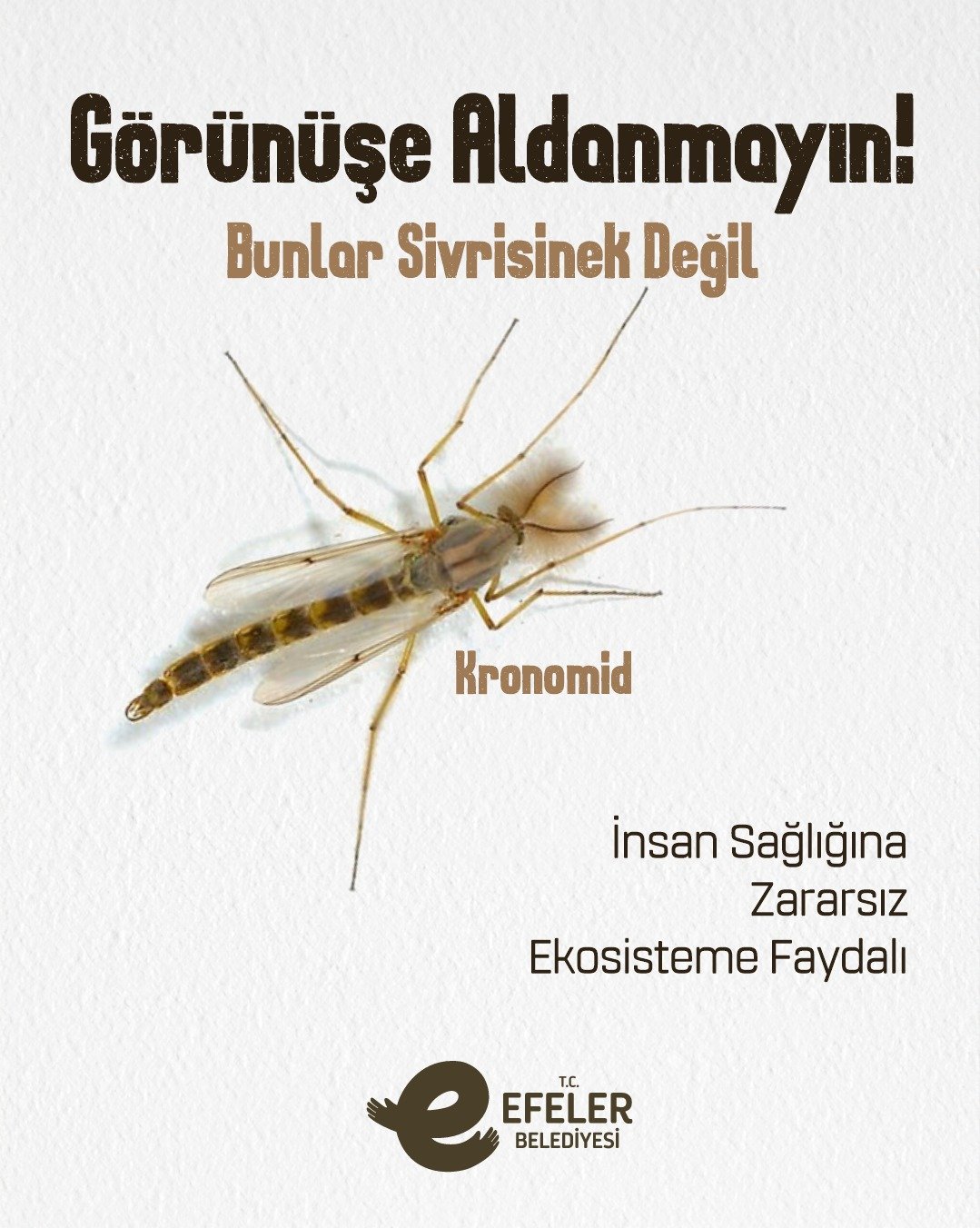 Efeler Belediyesi’nden “Yalancı sivrisinek” kronomidler hakkında önemli açıklama