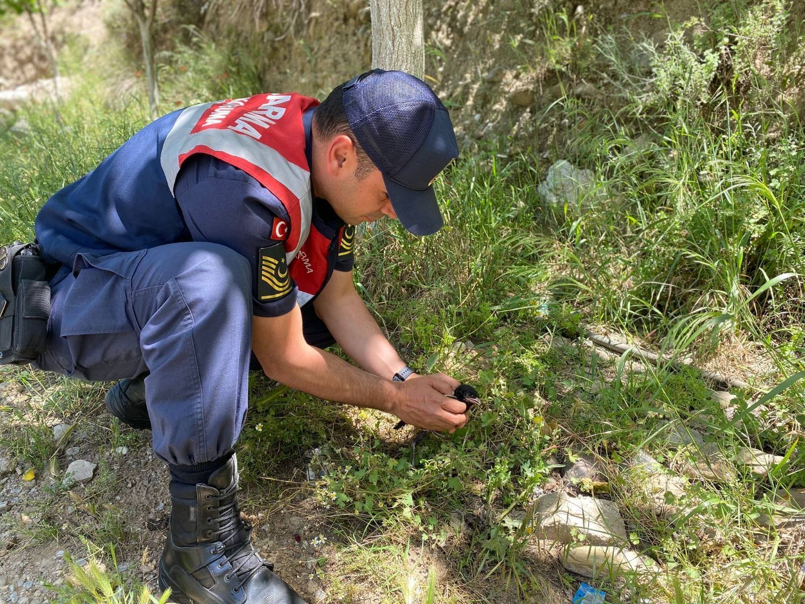 Aydın’da minik karga için seferber oldular