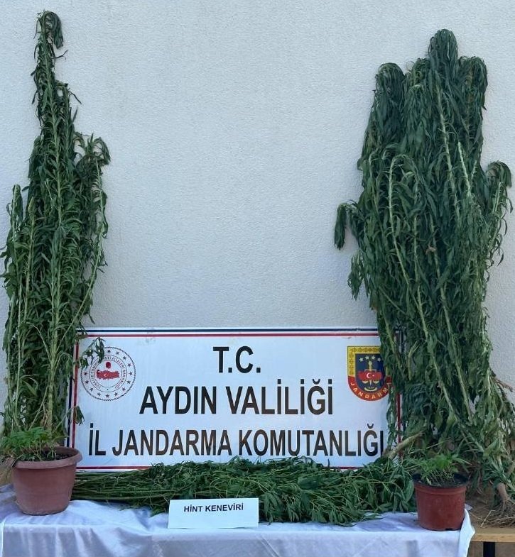 Çine’de kenevir operasyonu: 1 tutuklama