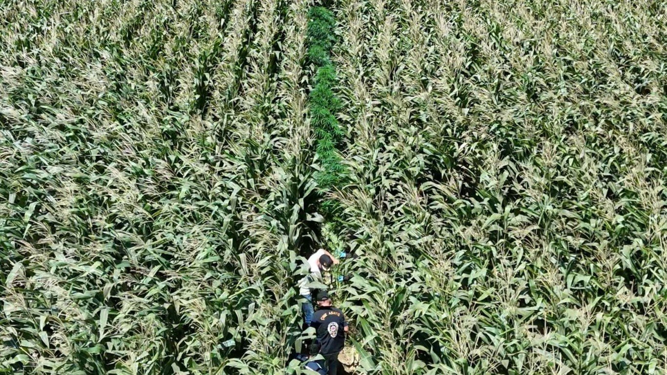 Tarlada 18 adet hint keneviri ele geçirildi