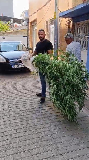 Aydın’daki bir evden insan boyunda kenevirler çıktı