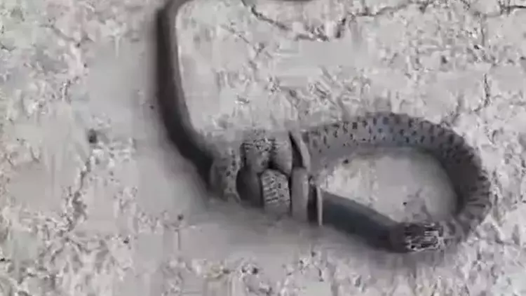 Yılan, başka bir yılanı yerken görüntülendi