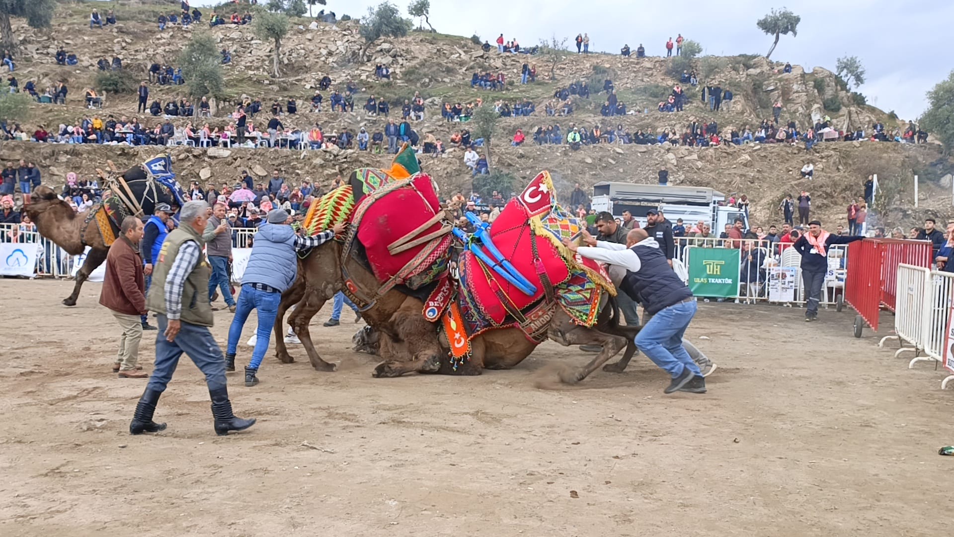 Koçarlı’da 10. geleneksel deve güreşi festivali coşkuyla ferçekleşti