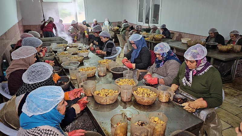 Aydın kestanesinin ünü sınırları aştı