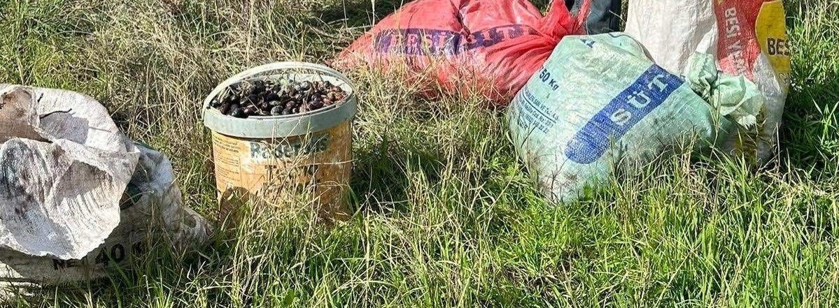 Çine jandarmasından zeytin hırsızına suç üstü