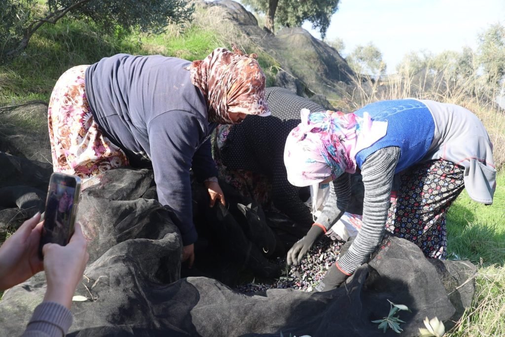 Başkan Arıcı zeytin hasadında üreticiler ve işçiler ile bir araya geldi