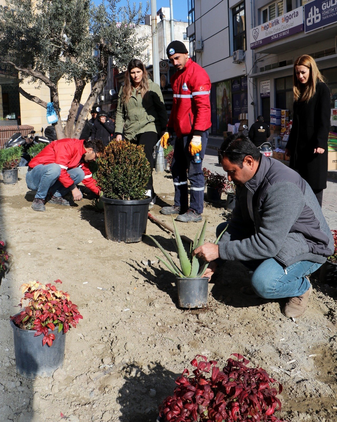 Söke Belediyesi kenti çiçeklerle donatıyor