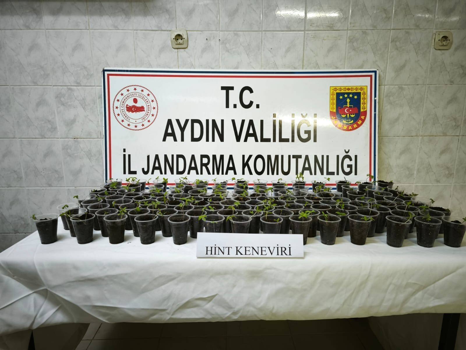 Saksıda hint keneviri yetiştiren şüpheli tutuklandı