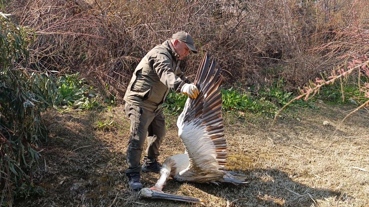 Doğa düşmanları tepeli pelikanı vurdu