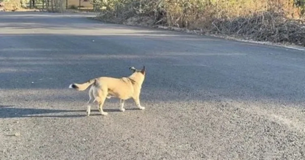 Aydın’da köpek dehşeti
