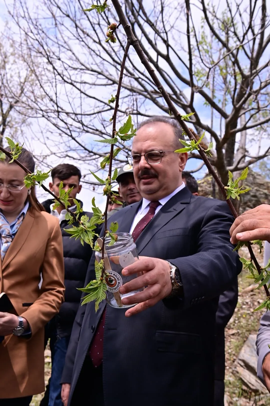 Aydın’da kestane ağaçlarına koruma