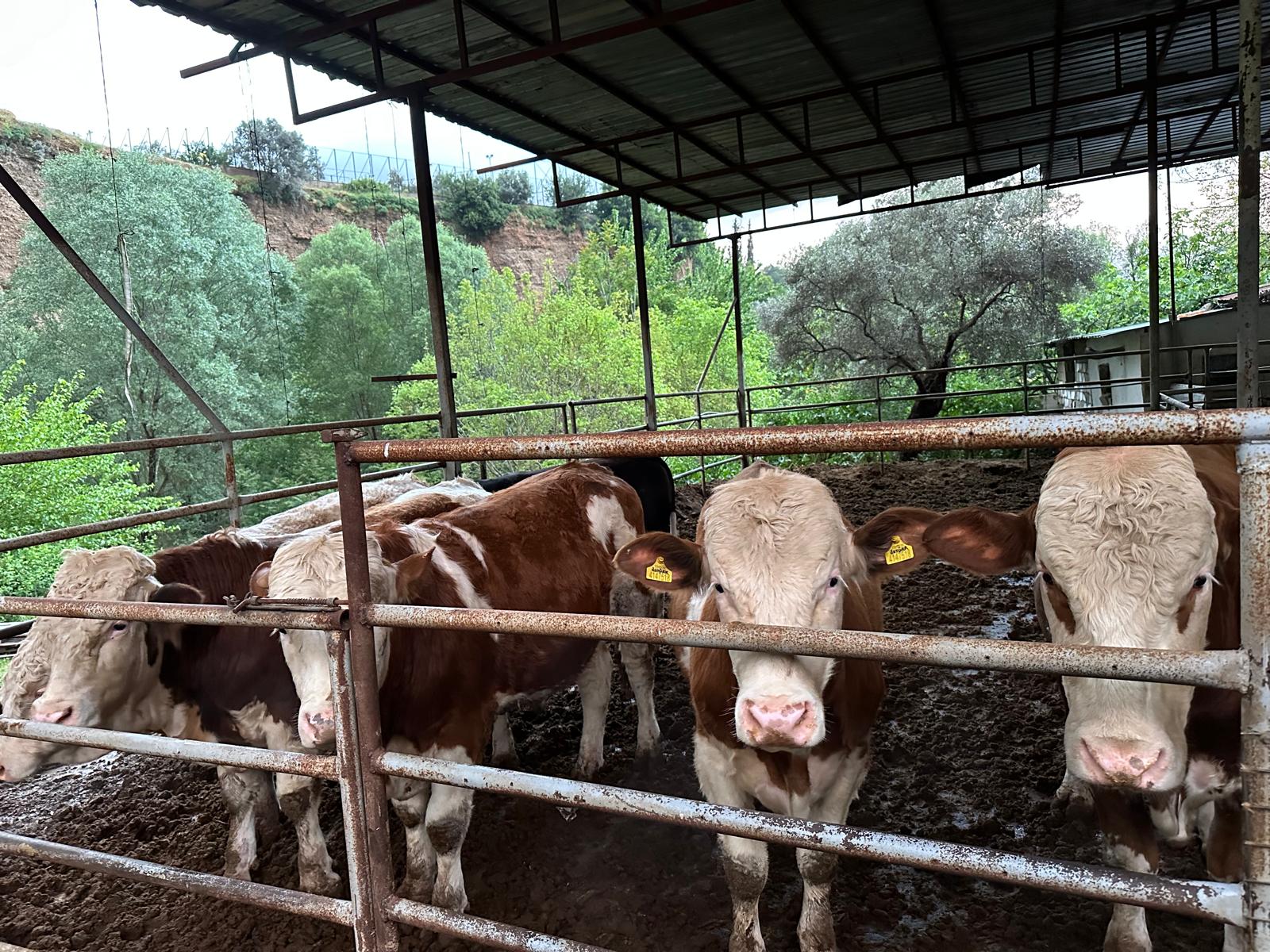 Özsubaşı Besi Çiftliği’nde kurbanlık satışları hız kesmiyor