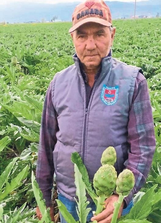 Aydın’da enginar bereketi