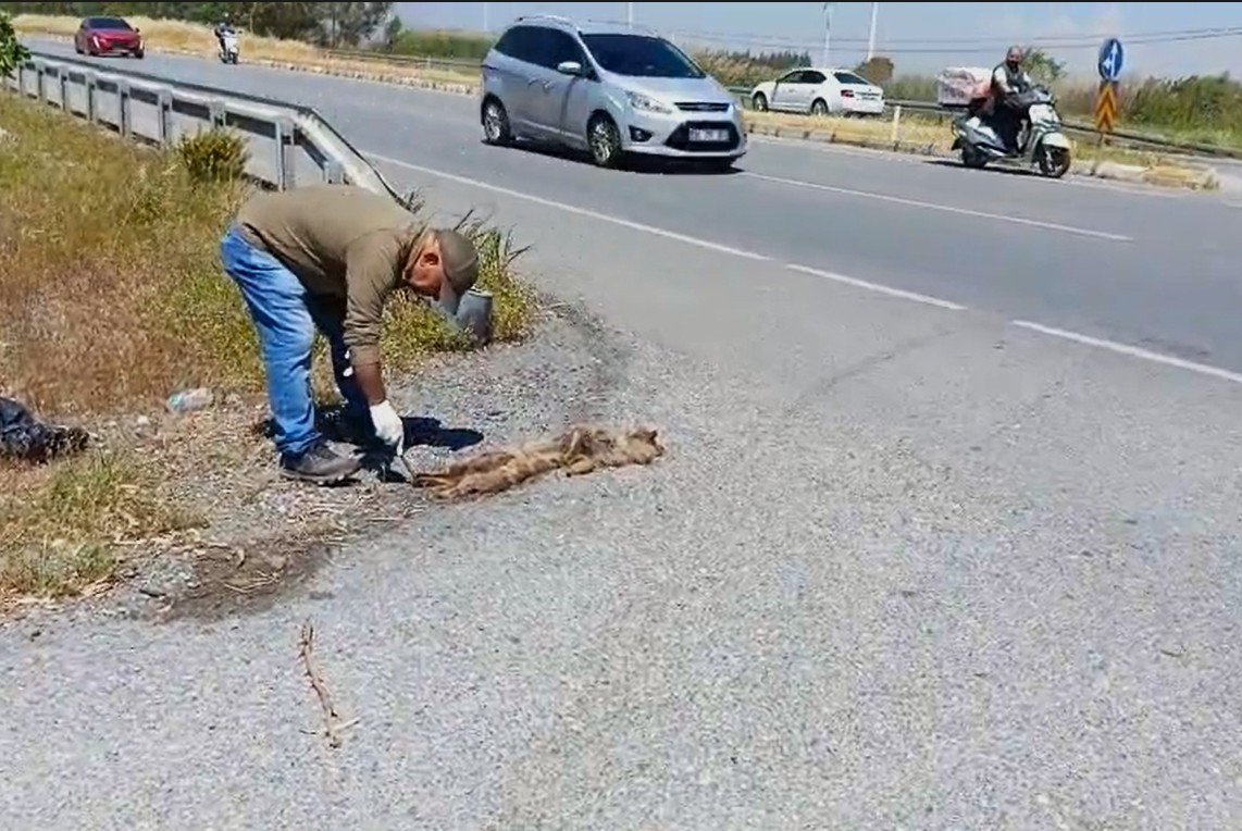 Nesli azalan tür kaza kurbanı oldu