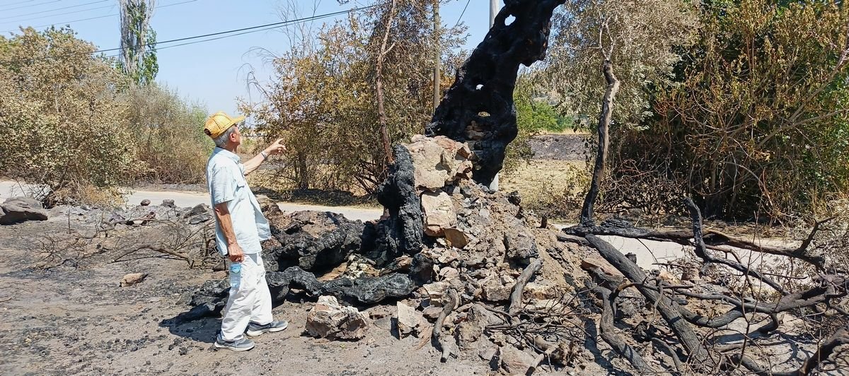 Aydın’da bin 500 yıllık anıt ağacı alevler yuttu