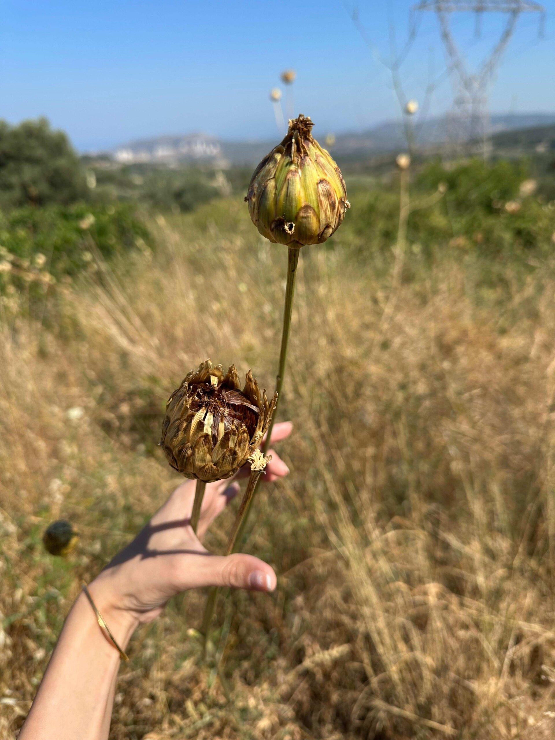 ‘Tülüşah’ı koparan yandı, Cezası tam 557 bin TL