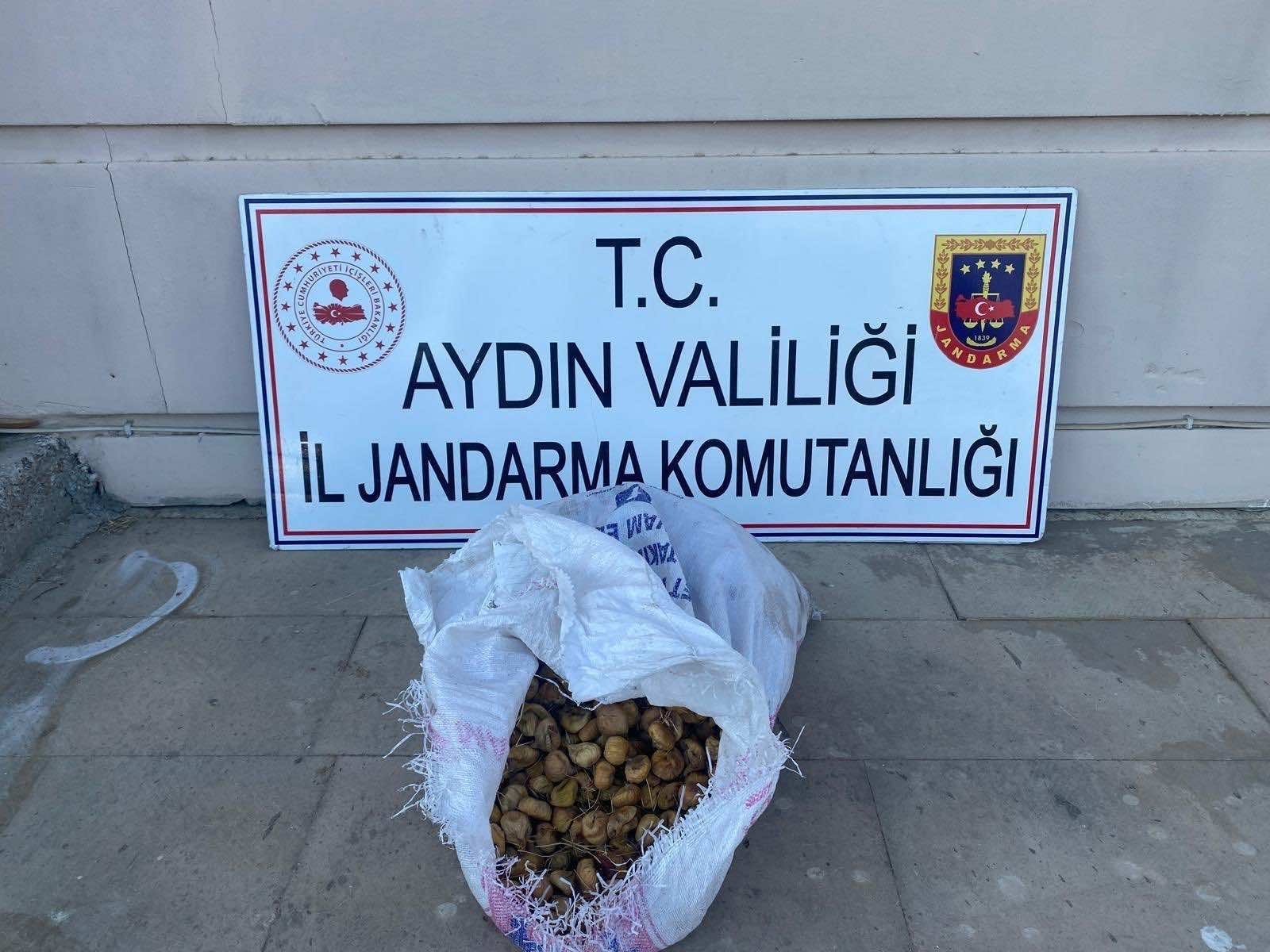 İncir hırsızları jandarmadan kaçamadı