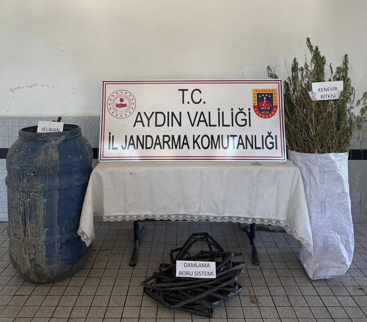 Aydın’da ormanda 40 kök kenevir ele geçirildi