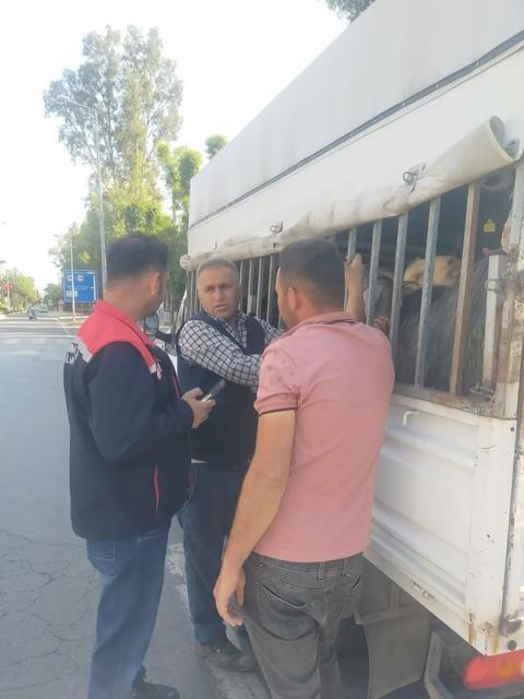 Aydın’da şap hastalığıyla mücadele devam ediyor