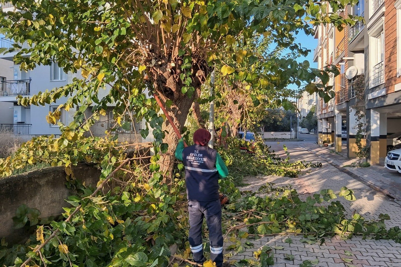 Efeler’in yeşil alanlarında budama ve bakım çalışmaları devam ediyor