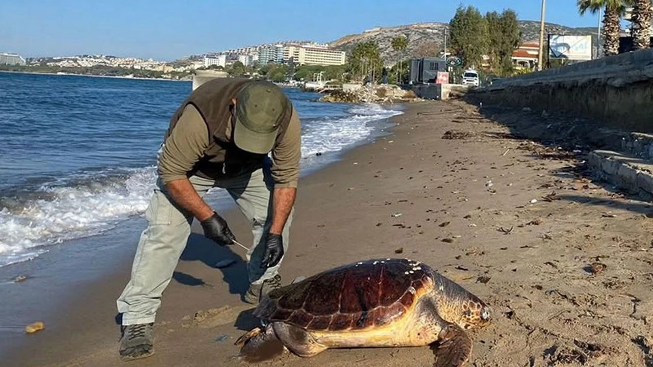 Kuşadası’nda deniz kaplumbağaları kıyıya vurdu