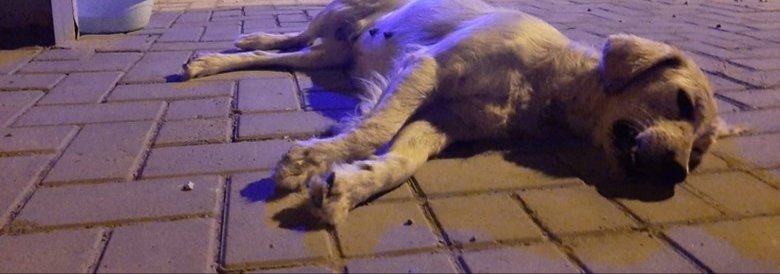 Vicdansız sürücü köpeğe çarptı, arkasına bakmadan kaçtı