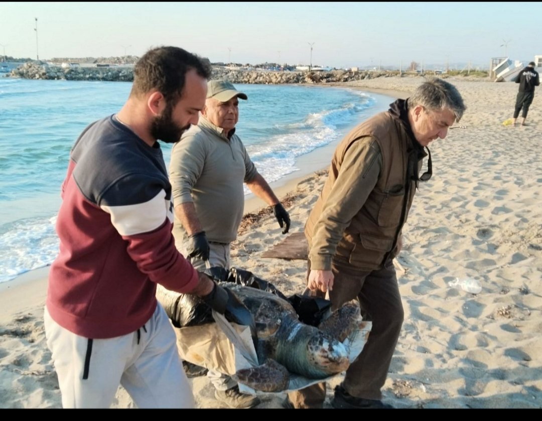 3 deniz kaplumbağası ölü bulundu