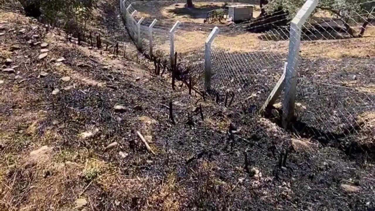 Nazilli’de zeytinlik yangını