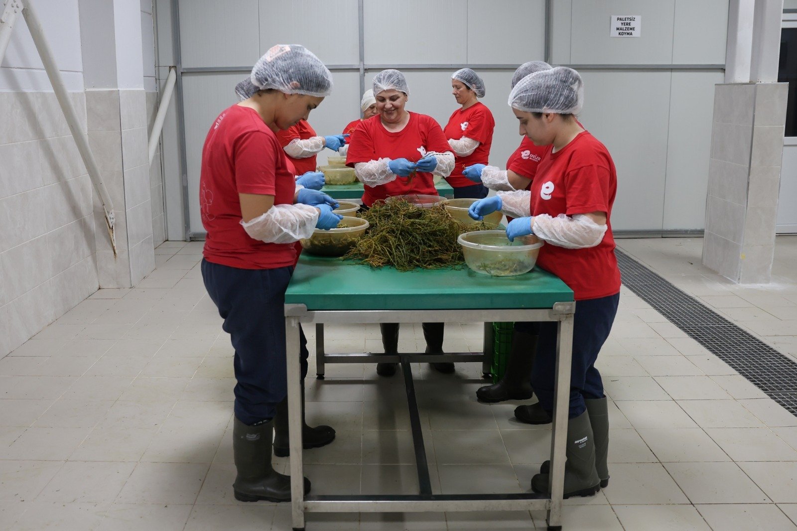 Efeler’in fabrikasında enginar sezonu bitti, ege otları tezgâha indi