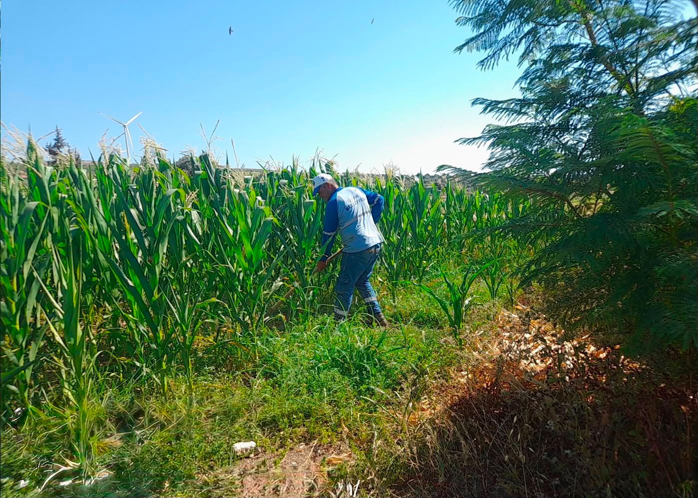 Didim Belediyesi Akköy tıbbi aromatik bitkiler ve süs bitkileri fidanlığında üretimi büyütüyor