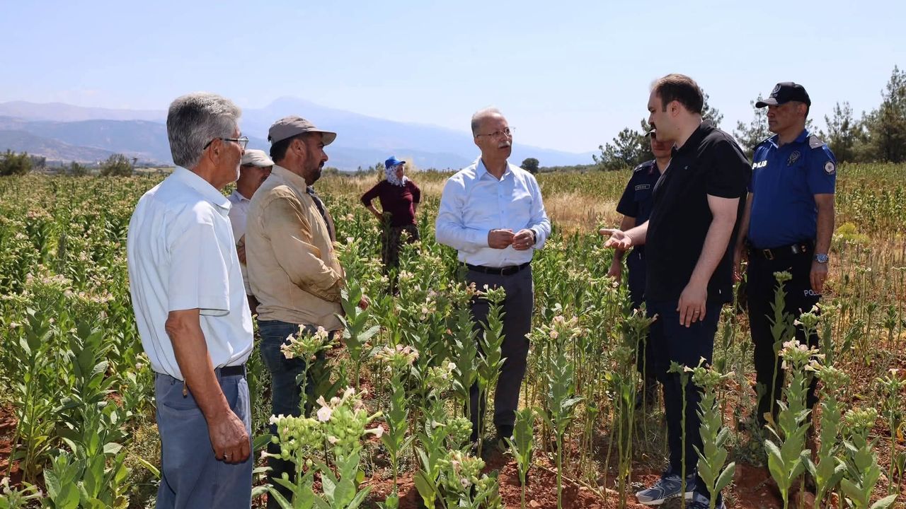 Kaymakam Battal, tütün kırımında