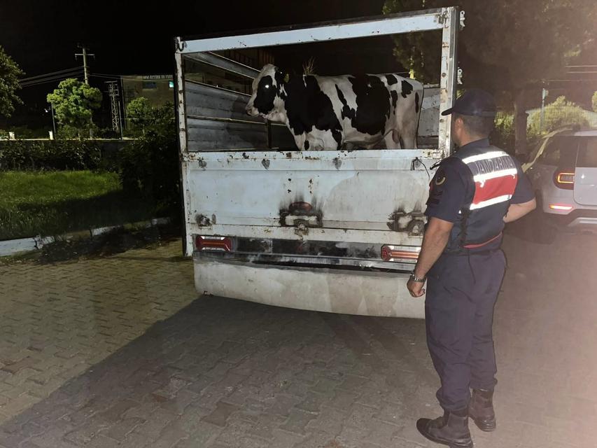 Çine’de hayvan dolandırıcısı 3 kişi yakalandı