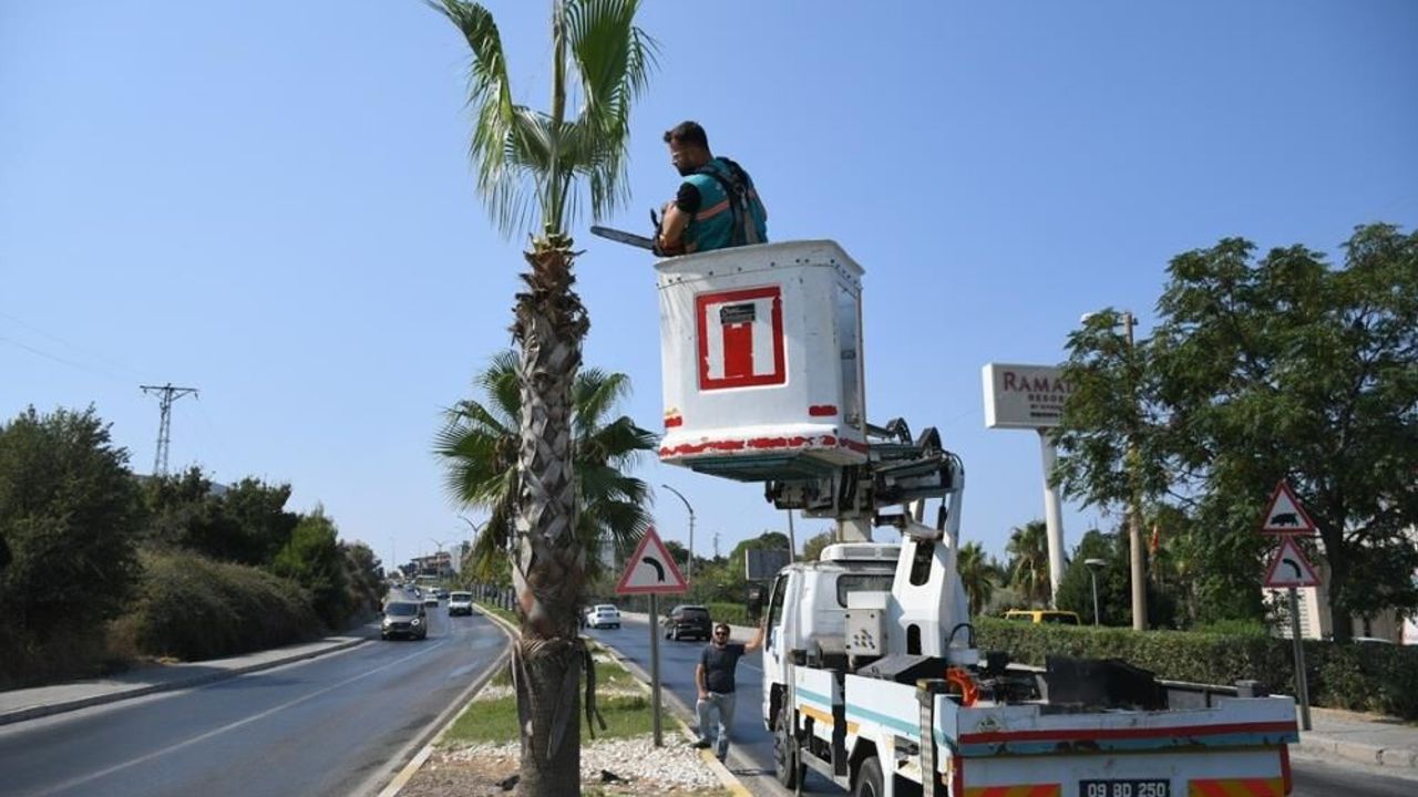 Kuşadası’nda palmiyeler bakıma alındı