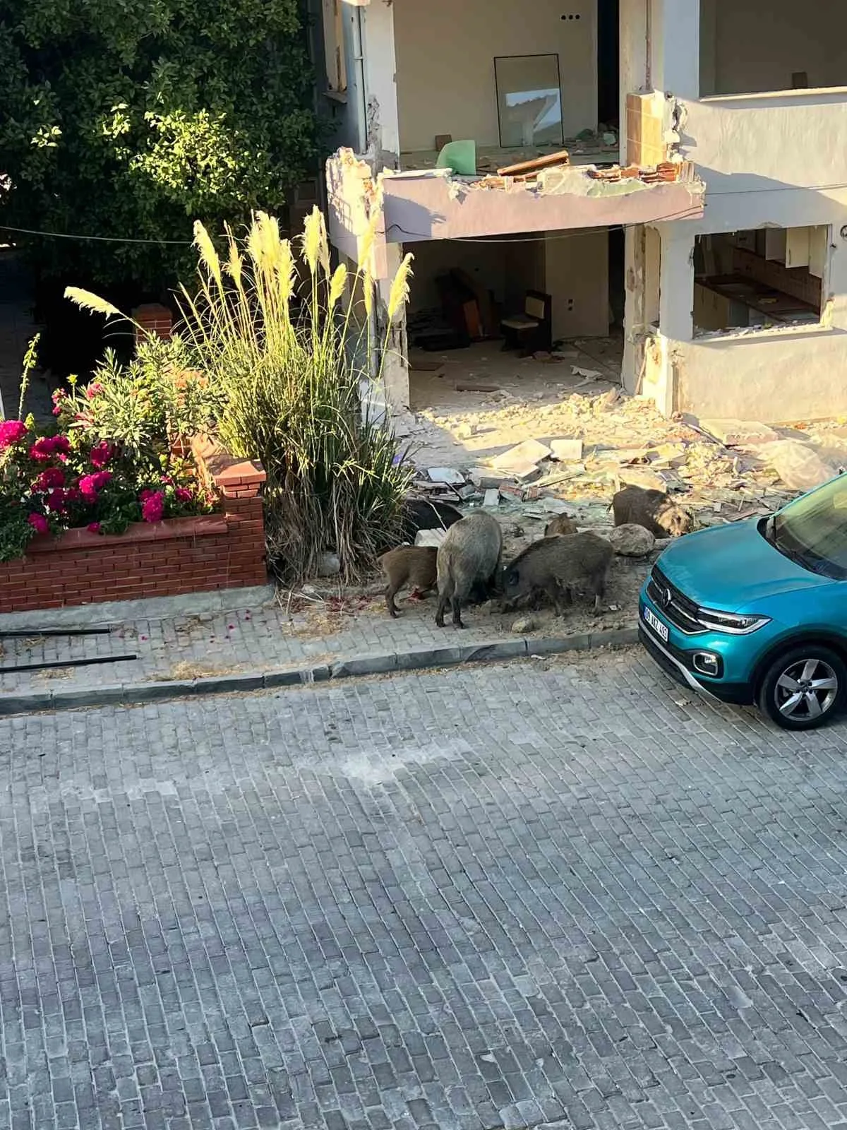 Kuşadası’nda yaban domuzları mahalleye dadandı