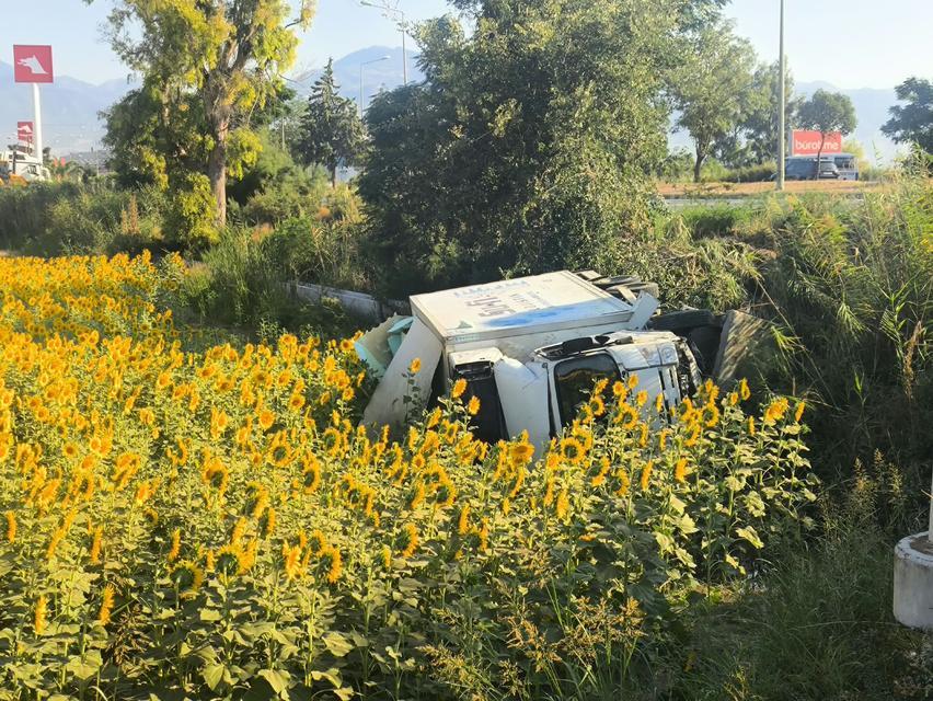 Aydın’da kamyon ayçiçeği tarlasına uçtu