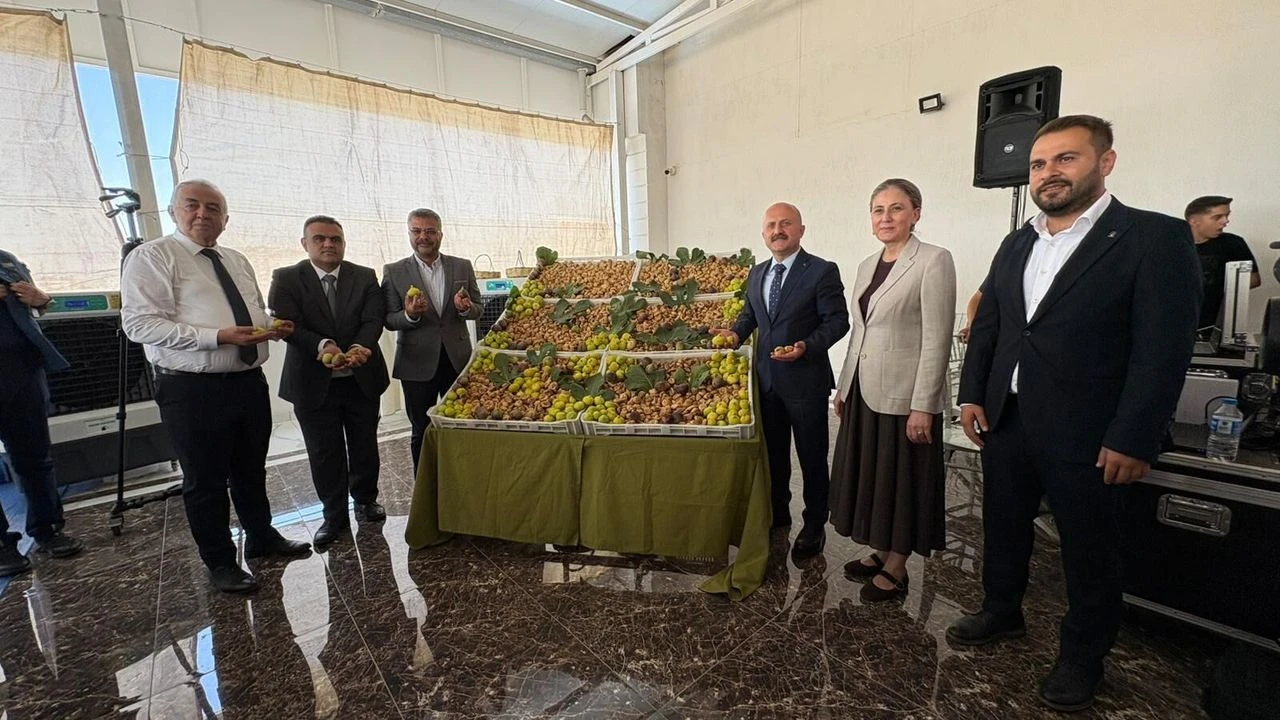 Nazilli’de incir sezonu açıldı