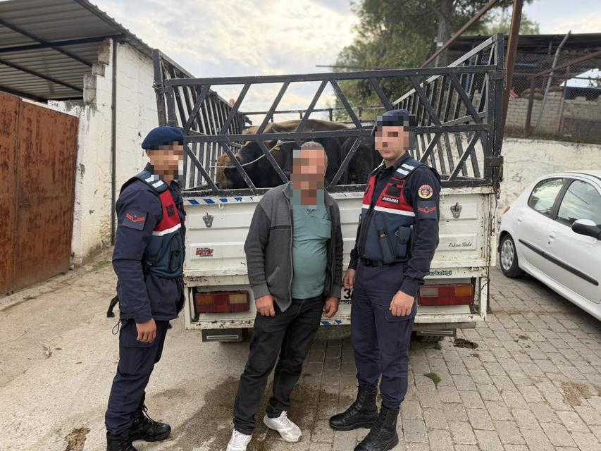Koçarlı’da büyükbaş hayvan hırsızlığı